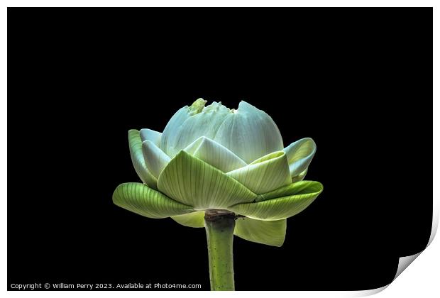 Lotus Bud Unfolded To Show Purity Grand Palace Bangkok Thailand Print by William Perry