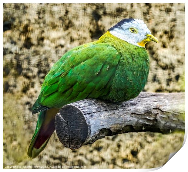Male Black Napped Fruit Dove Print by William Perry