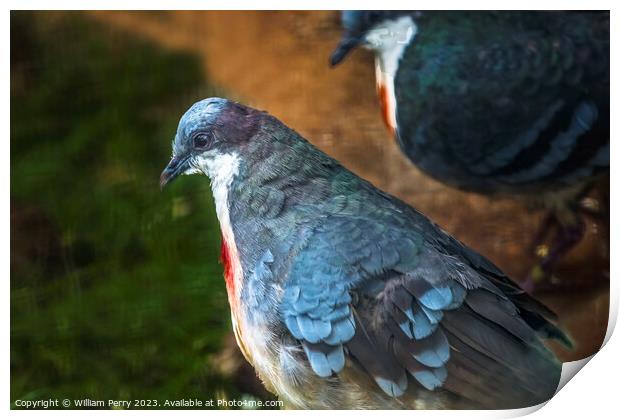 Luzon Bleeding-heart Doves Print by William Perry