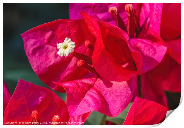 Pink Red Bougainvillea White Flower Stamen Close  Print by William Perry