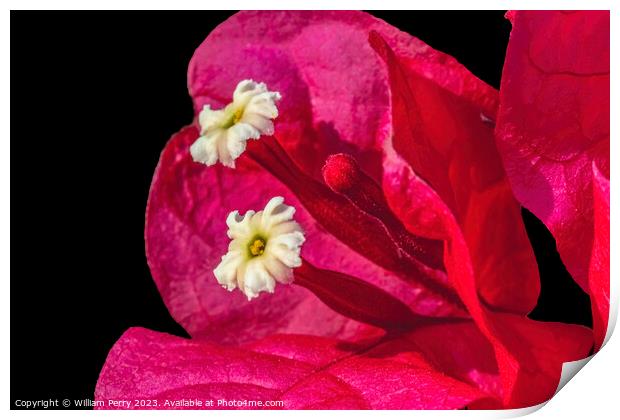 Pink Red Bougainvillea White Flowers Stamens Close  Print by William Perry
