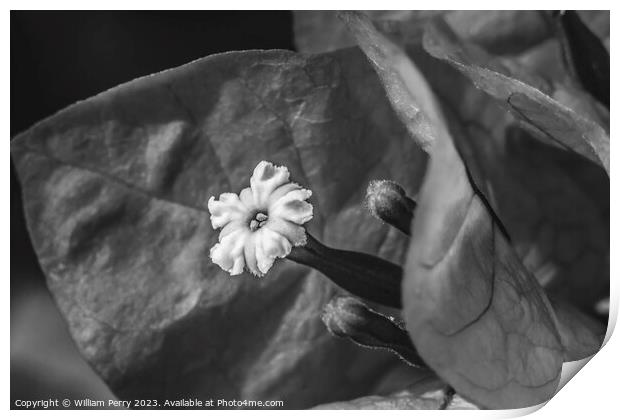 Black and White Bougainvillea Flower Stamen Close  Print by William Perry