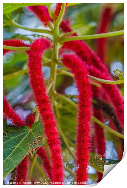 Red Hot Cat Tail Phillipine Medusa Chenille Plant Flowers Print by William Perry