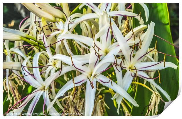 White Spider Crinum Lily Flowers Leaves Waikiki Honolulu Hawaii Print by William Perry