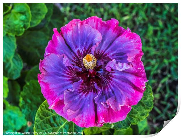 Pink Blue Dark Princess Tropical Hibiscus Flower Waikiki Oahu Ha Print by William Perry