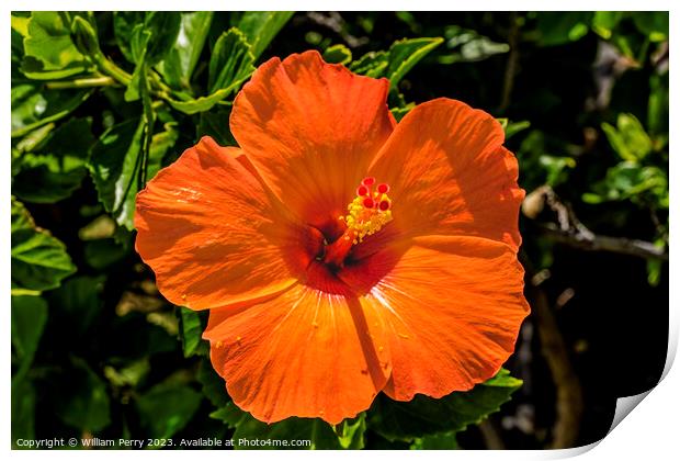 Deep Bright Orange Tropical Hibiscus Flower Hawaii Print by William Perry