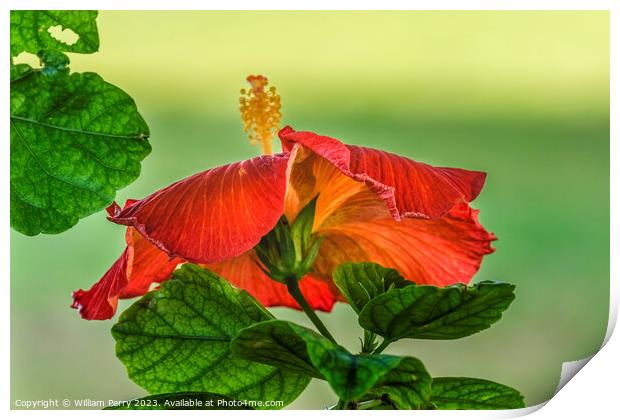Deep Bright Orange Tropical Hibiscus Flower Hawaii Print by William Perry