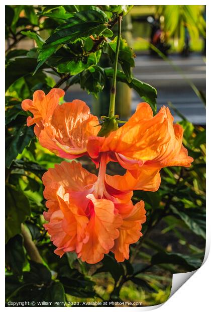El Capitolio Double Orange Tropical Hibiscus Print by William Perry