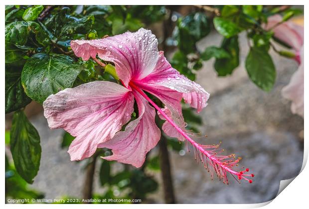 White Pink Tropical Hibiscus Flowers Hawaii Print by William Perry