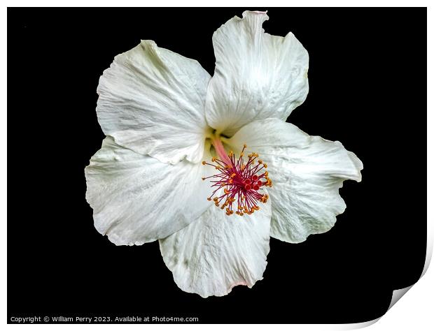 White Hawaii Tropical Hibiscus Flower Waikiki Oahu Hawaii Print by William Perry