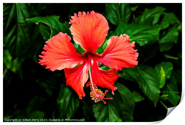 Red Tropical Hibiscus Flower Hawaii Print by William Perry