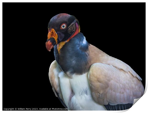 Colorful Red Orange King Vulture Waikiki Honolulu Hawaii  Print by William Perry