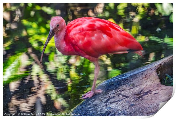 Colorful Red Orange Scarlet Ibis Waikiki Honolulu Hawaii  Print by William Perry