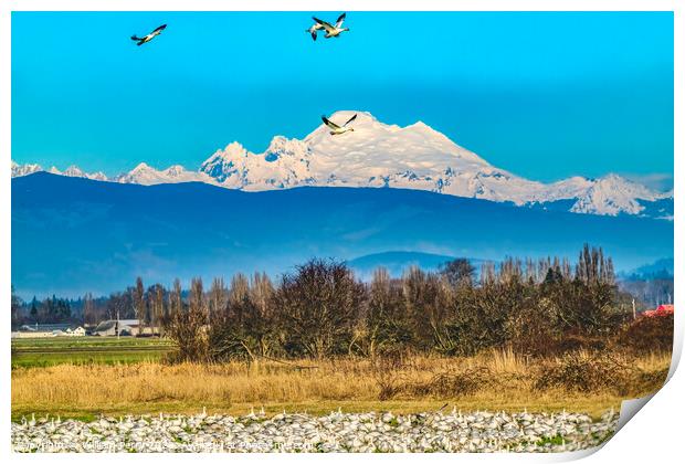 Thousands Snow Geese Flying Mount Baker Skagit Valley Washington Print by William Perry