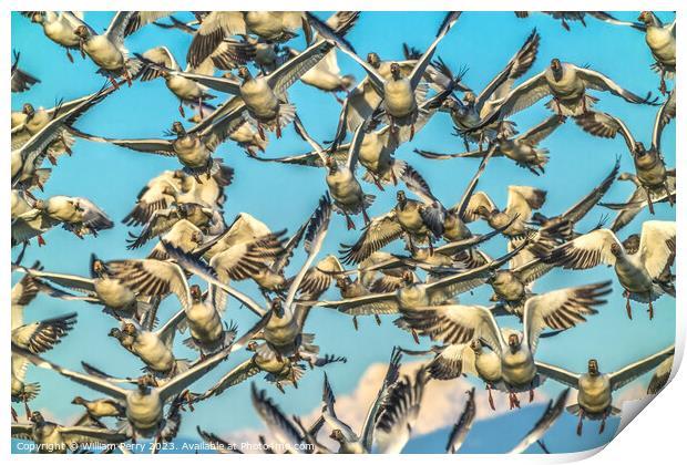Many Snow Geese Flying Over Mount Baker Skagit Valley Washington Print by William Perry