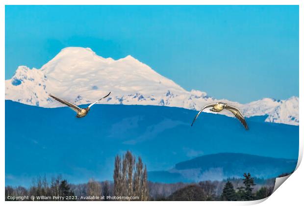 Many Snow Geese Flying Over Mount Baker Skagit Valley Washington Print by William Perry