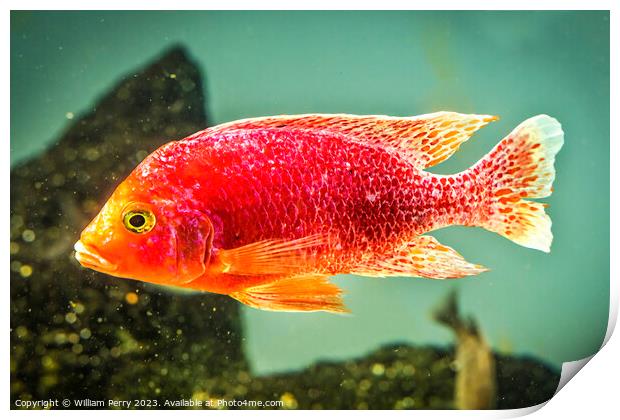 Colorful Pink Red Peacock Cichlid Fish Print by William Perry