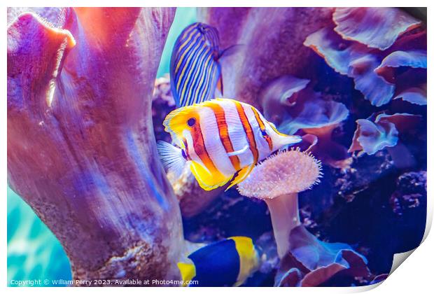 Copperband Butterfly Fish Waikiki Oahu Hawaii Print by William Perry