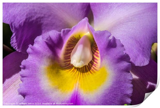 Purple Yellow Cattleya Orchid Flower Honolulu Hawaii Print by William Perry