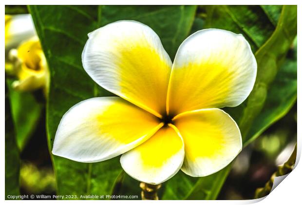 White Yellow Frangipini Moorea Waikiki Honolulu Hawaii Print by William Perry