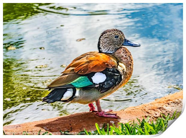 Colorful Female Green-Winged Teal Duck Waikiki Honolulu Hawaii Print by William Perry