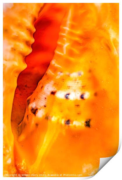 Colorful Queen Conch Shell Closeup Waikiki Oahu Hawaii Print by William Perry