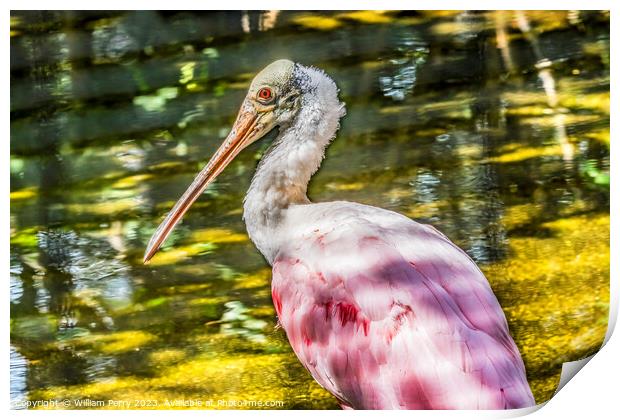 Colorful Roseate Spoonbill Wading Bird Reflection Waikiki Hawaii Print by William Perry