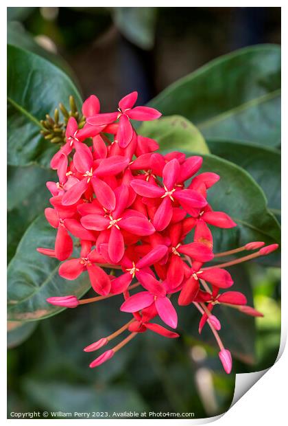 Bright Red West Indian Jasmine Ixora Tropical Flowers Hawaii Print by William Perry