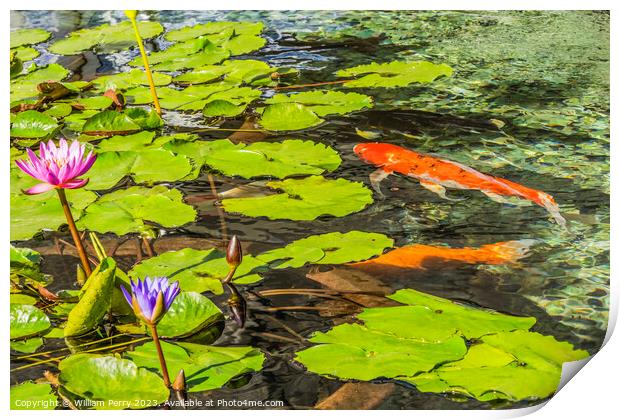 Orange Carp Koi Fish Water Lillies Waikiki Oahu Hawaii Print by William Perry