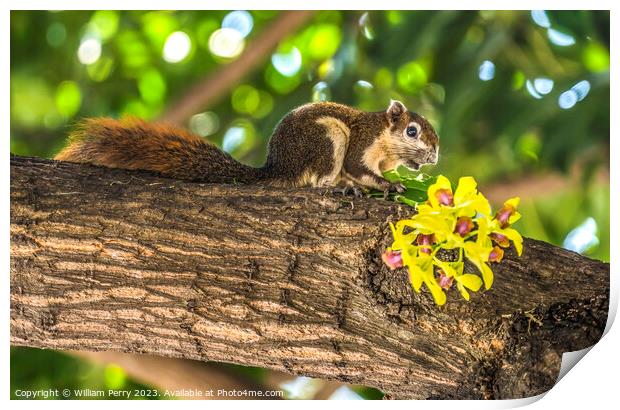 Finlayson's Variable Squirrel Wat Pho Bangkok Thailand Print by William Perry