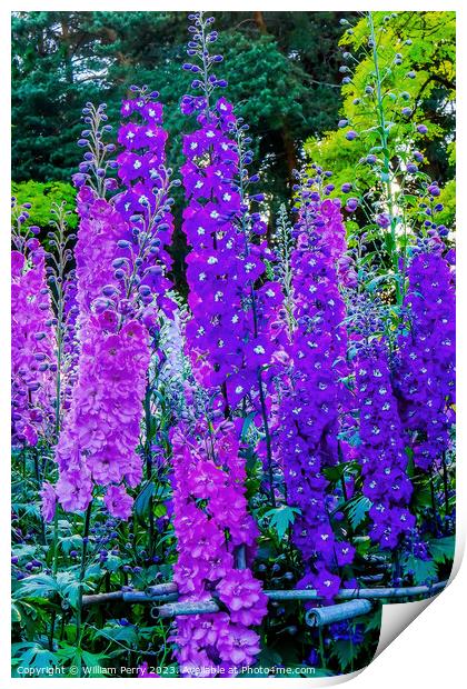 Blue Purple Delphinium Larkspur Van Dusen Garden Vancouver Briti Print by William Perry