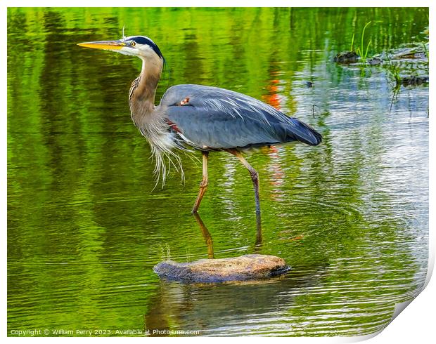 Great Blue Heron Pond Vanier Park Vancouver Canada Print by William Perry