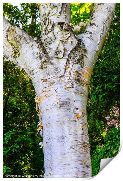 Himalayan White Birch Tree Van Dusen Garden Vancouver British Co Print by William Perry