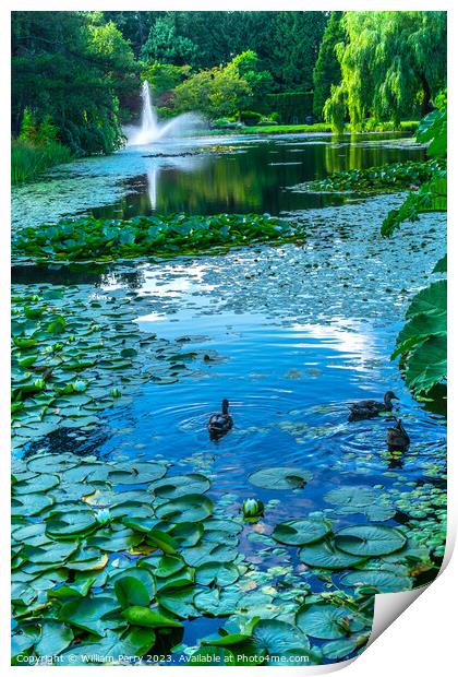 Ducks Lily Pads Van Dusen Garden Vancouver British Columbia Cana Print by William Perry