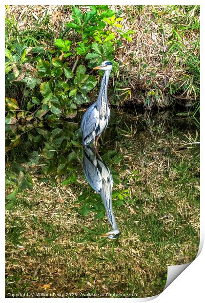 Grey Heron Tomb Water Reflection Habikino Osaka Japan Print by William Perry