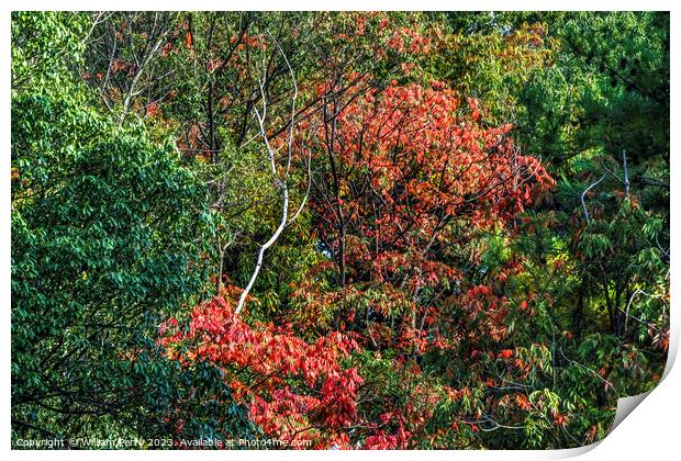 Red Fall Leaves White Birch Autumn Tomb Habikino Osaka Japan Print by William Perry