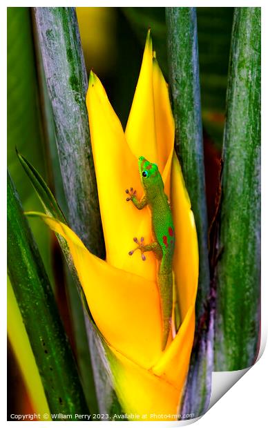Gold Dust Day Gecko Yellow Lobster Claw Hawaii Print by William Perry