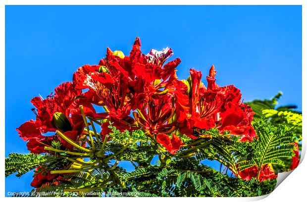 Red Flame Tree Flowers Honolulu Oahu Hawaii Print by William Perry