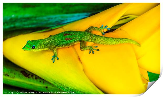 Gold Dust Day Gecko Yellow Lobster Claw Hawaii Print by William Perry