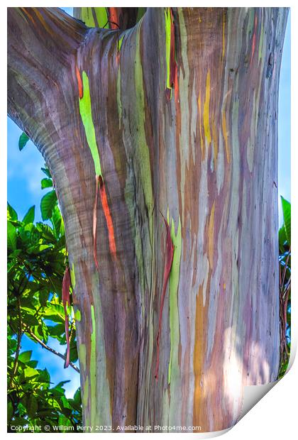 Colorful Rainbow Eucalyptus Gum Tree Honolulu Hawaii Print by William Perry