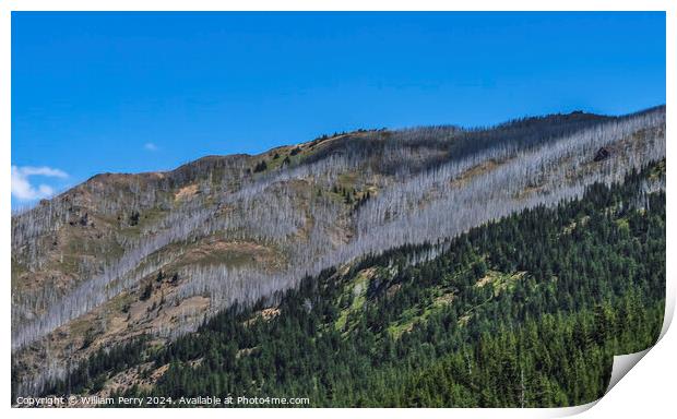 Dead Trees Wildfire Aftermath Crystal Mountain Washington Print by William Perry