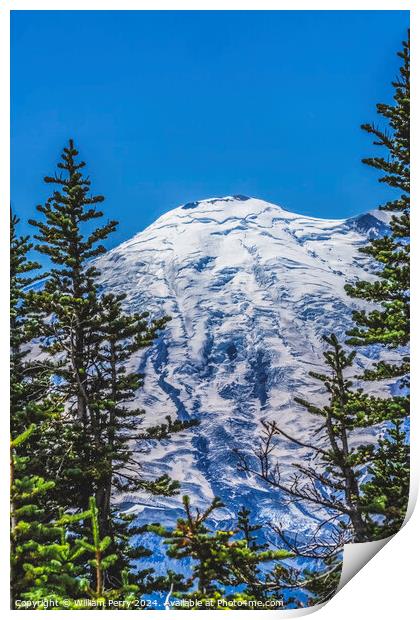 Green Trees Mount Rainier Crystal Mountain Washington Print by William Perry