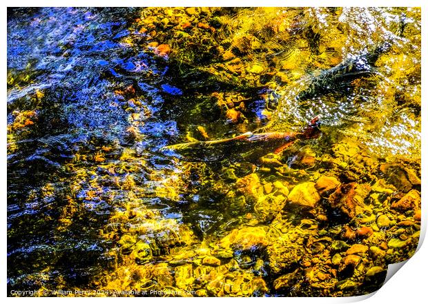 Multi-colored Salmon Issaquah Creek Wahington  Print by William Perry