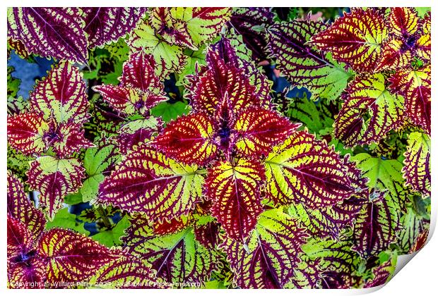 Colorful Green Red Rainbow Japanese Coleus Leaves Kyoto Japan. Print by William Perry