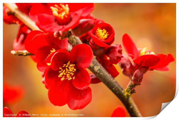 Maroon Red Atsuya Hamada Quince  Print by William Perry