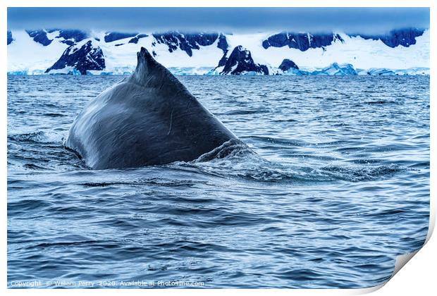Humpback Whale Charlotte Harbor Antarctica Print by William Perry