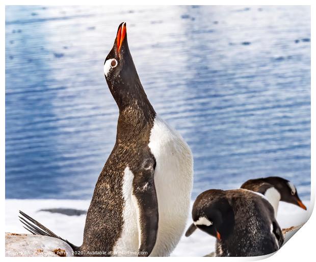 Gentoo Penguin Crying Rookery Damoy Point Antarcti Print by William Perry