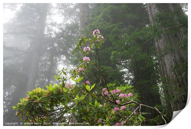 Towering Redwoods Pink Rhododendron National Park  Print by William Perry
