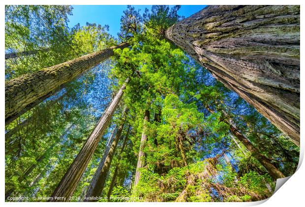Tall Trees Towering Redwoods National Park Crescen Print by William Perry