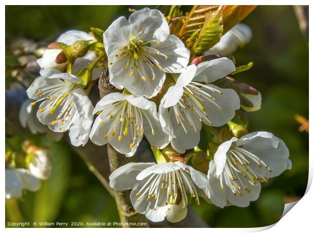 White Plum Blossoms Blooming Print by William Perry